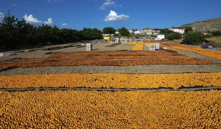 Malatya'da kayısı hasadı