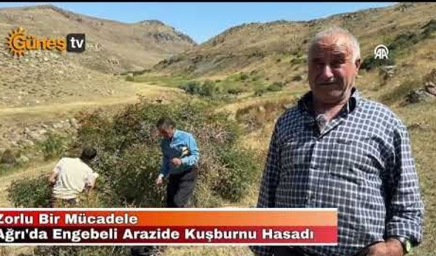 Ağrı'da Engebeli Arazide Kuşburnu Hasadı Zorlu Bir Mücadele