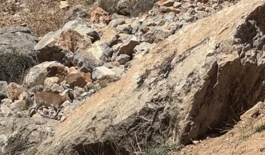 Bingöl'de dağ keçileri görüntülendi