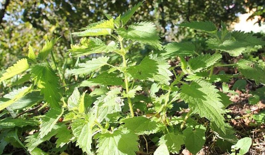 İbn-i Sina'nın Gizli Formülü: Isırgan Otu! Meğer şifa kaynağıymış. Her derde deva...