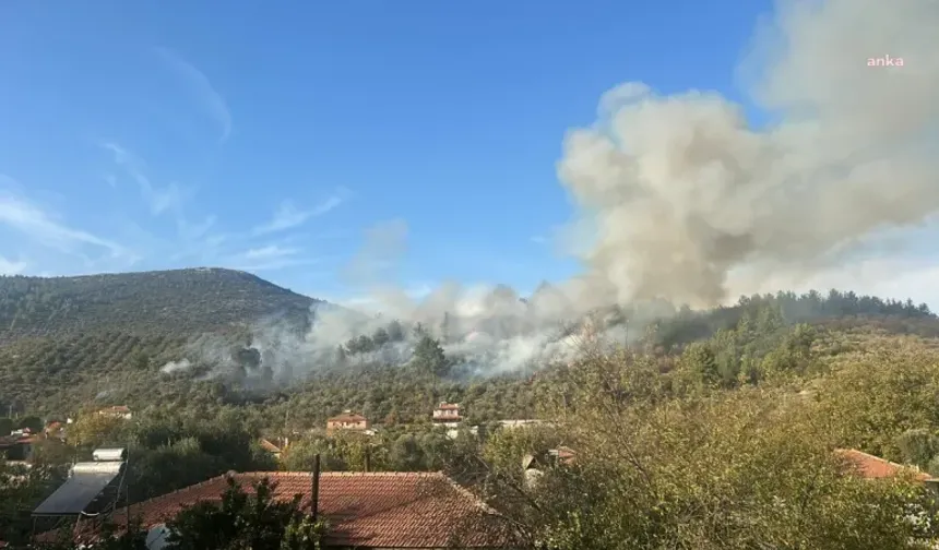 Muğla Menteşe’de orman yangını