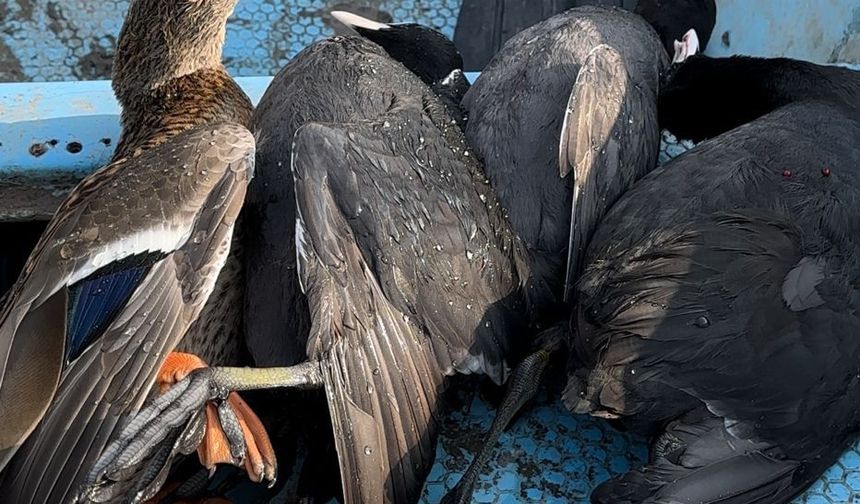 Tunceli’de kuş avlamanın bedeli ağır oldu! 2 kişiye 14 bin 864 lira ceza kesildi