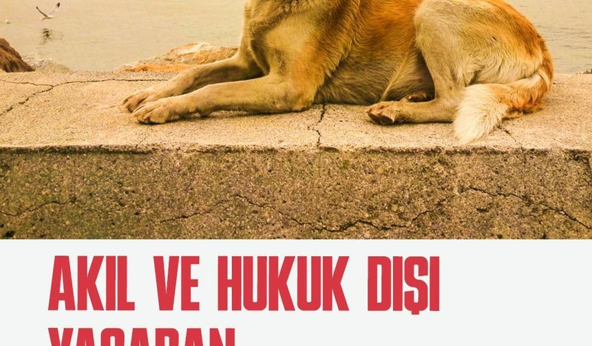 TİP Hayvan Hakları Komisyonu: "Birilerinin cebi dolacak diye Anayasa'da tanınmış yaşam hakkının ihlal edilmesi ileride kitlesel ihlallerin de önünü açacak"