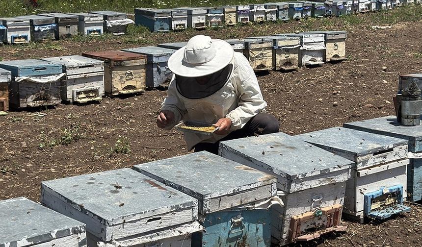 Kocatepe'nin son yağışlarla çiçeklenen yaylaları gezgin arıcıları ağırlıyor