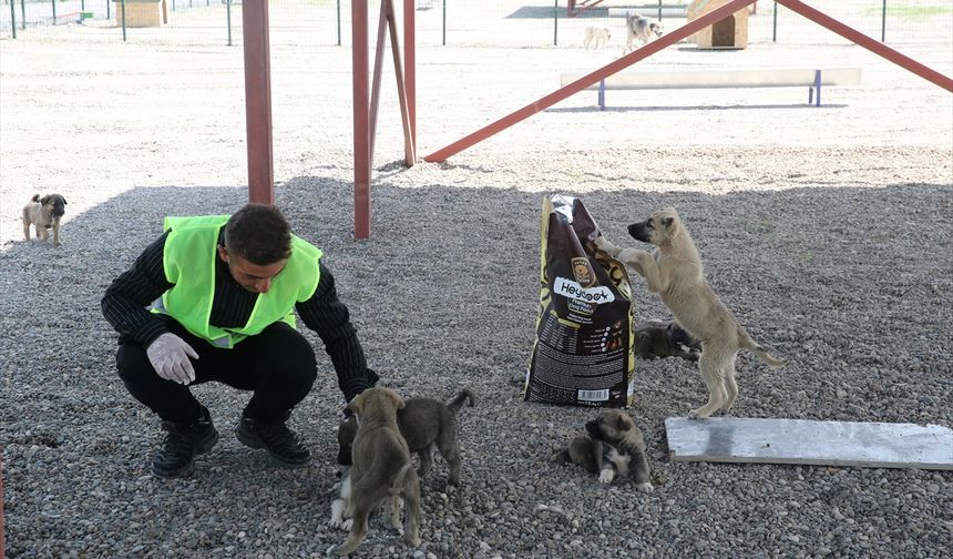 Muş'ta kurulan Hayvan Barınağı ve Doğal Yaşam Alanı sahipsiz köpeklere yuva oldu
