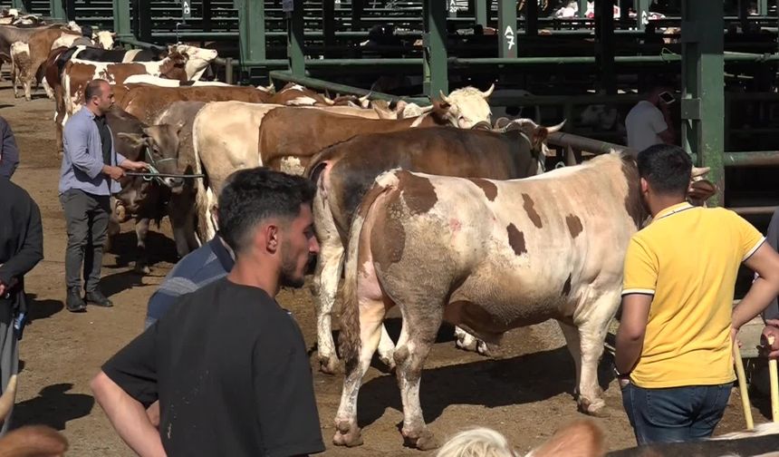 Malatya'da besiciler arife ve bayram gününden umutlu
