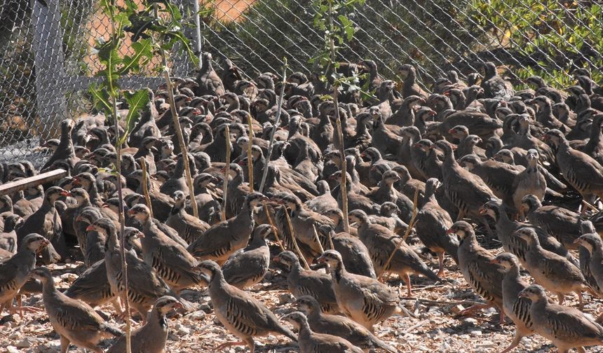 Doğayı Keklikler Koruyor: Kene ve Süneyle Biyolojik Savaş