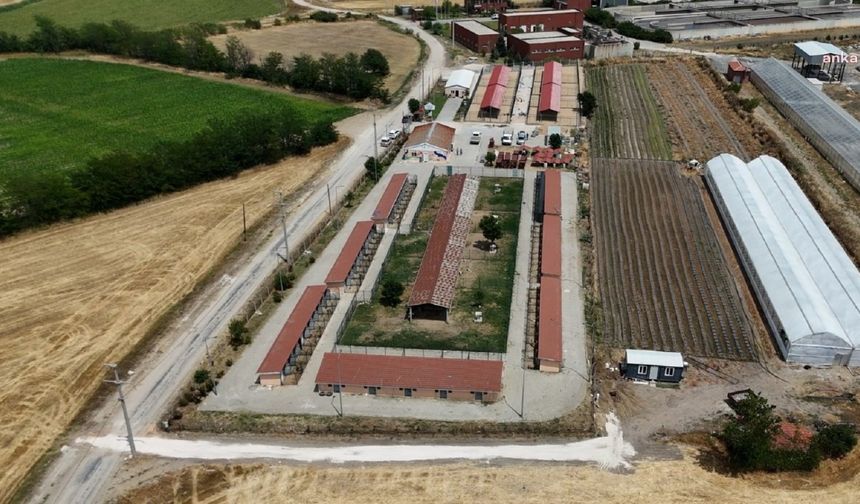 Lüleburgaz'da can dostların yaşam alanları genişletiliyor