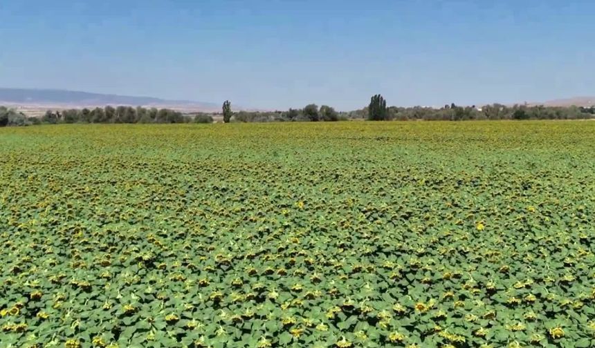 Yozgatlı çiftçiden “ihracat” çağrısı: Ayçiçeği iç piyasada kalırsa zarar ederiz