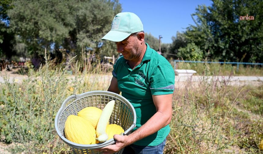 Kuşadası Belediyesi’nin Adabahçe’sinden 15 ton yaz mahsulü