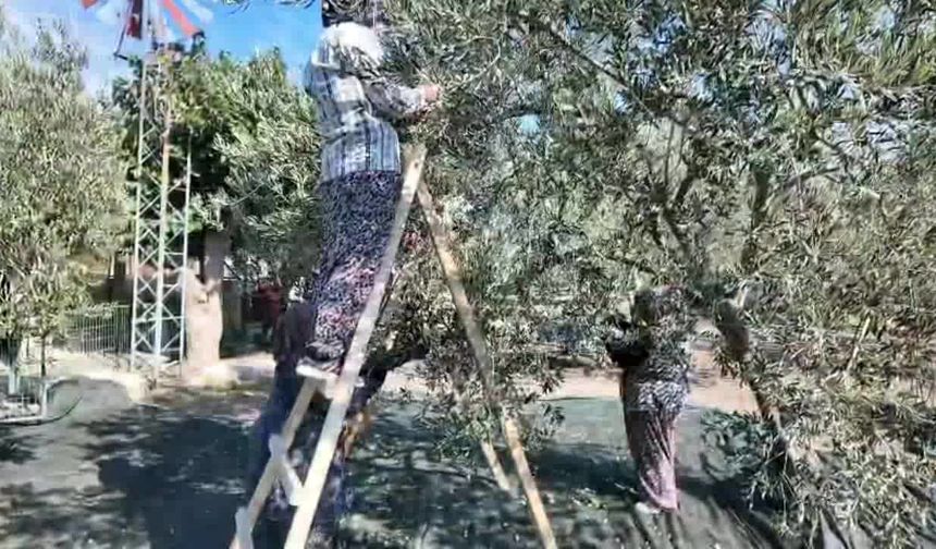 Soma’da Zeytin Hasadı Şenliği: “Soma kömürle değil zeytinle anılsın”