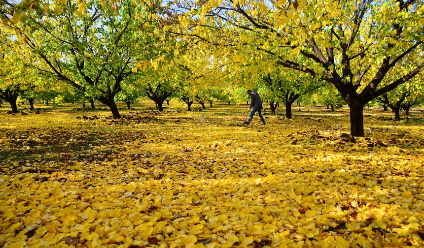 Malatya Tarım Müdürlüğü’nden Kayısı Üreticilerine Uyarı: Sonbahar Hastalıklarına Karşı Bordo Bulamacı Şart!