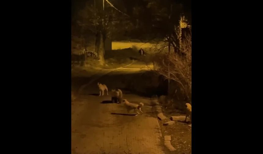 Tunceli Pülümür’de anne ayı ve yavruları ilçe merkezine indi