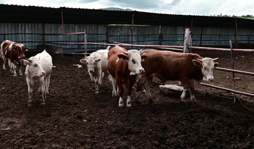 Yozgat’ta köyler yaşlanıyor: Hayvancılık bitme noktasında