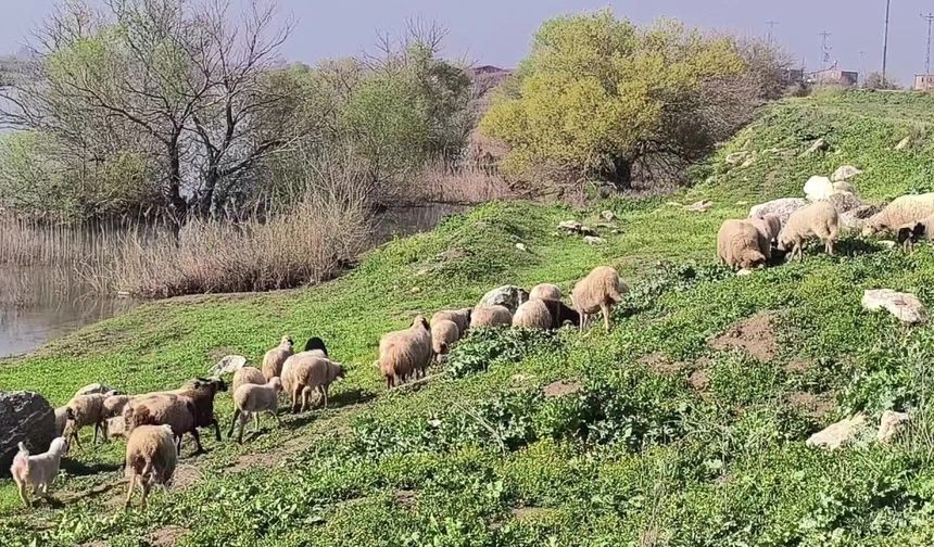 Besicinin Kurban İsyanı: "Zarar Ettik, Kurbanlık Beslemeyi Bıraktık!"