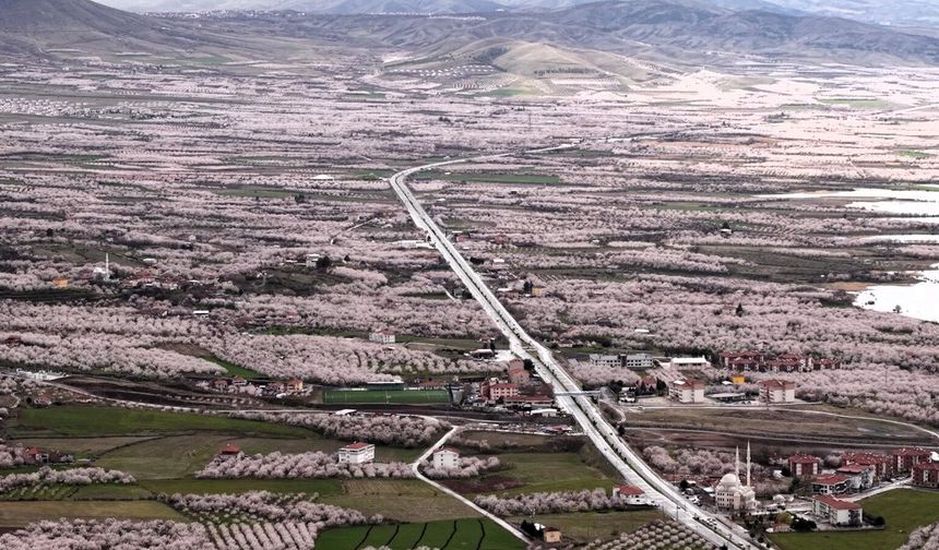 Kayısı Cenneti Malatya Beyaza Büründü: Çiçekler Kartpostallık Görüntüler Oluşturdu