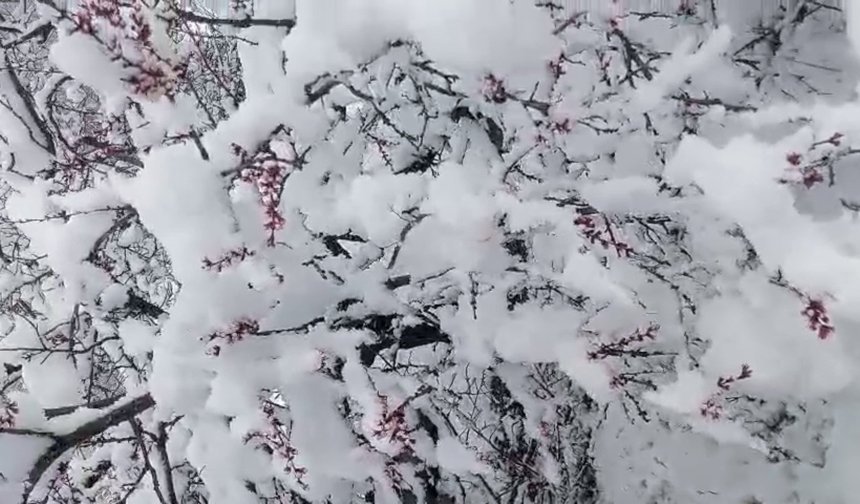 Baharın Ortasında Kar Şoku! Malatya’da Kayısıyı Bekleyen Büyük Tehlike: Zirai Don Kapıda mı?