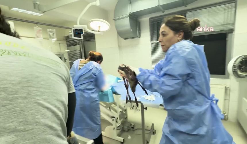 İzmir'de Mucize Kurtuluş: Öldü Sanılan Yavru Ceylan Suni Solunumla Hayata Döndü!