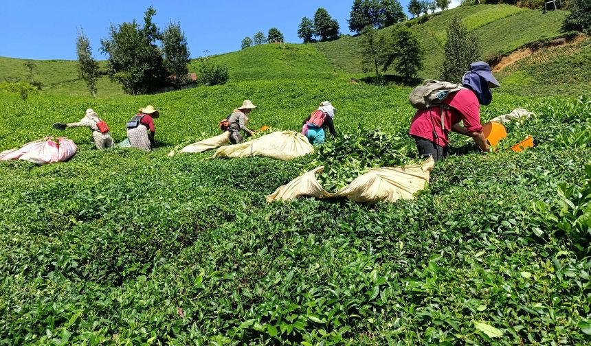 Karadeniz'de çay üreticisi: Kota ve kontenjan oyunuyla ürünler ucuza gidiyor!