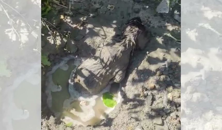 Malatya'da Yürekleri Sızlatan Olay: Betonun İçinde Mahsur Kalan Köpek Sağ Kurtarıldı