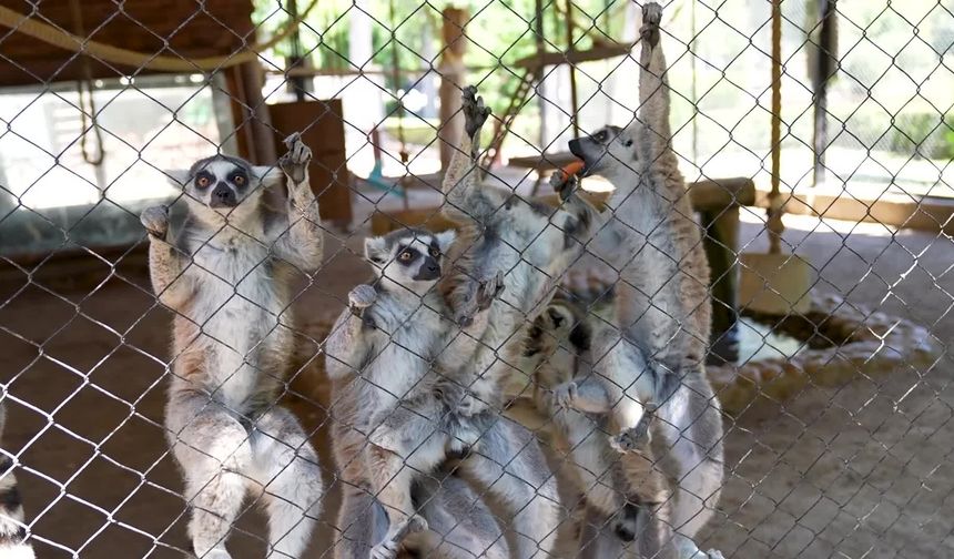 Sıcaktan Bunalan Can dostlara Serinletici Kokteyl: Tarsus Doğa Parkı’nda "Buzlu" Sezon Açıldı!