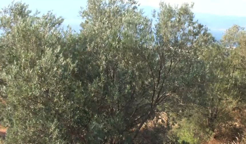 Zeytin Üreticisi Alarm Veriyor: Rekolte Yüksek Ama Maliyetler Bel Büküyor!