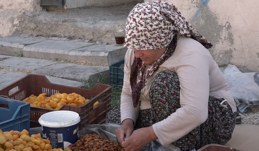 Malatya Kayısı Üreticisinden TMO'ya Müdahale Çağrısı: "Fiyat Maliyetin Altına Düştü!"