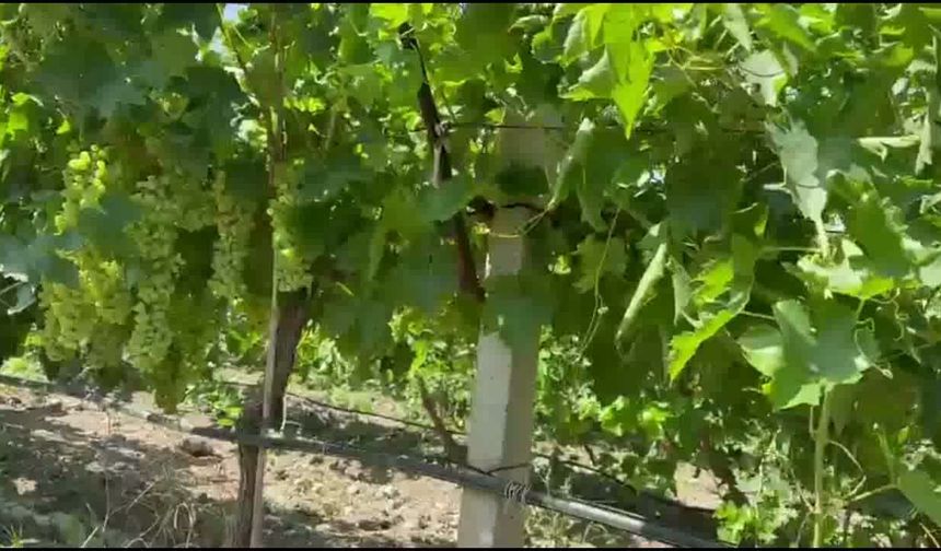Manisa'da Üzüm Üreticisinden Çığlık: Maliyetler Yüzde 70 Arttı, Taban Fiyat En Az 150 Lira Olmalı!
