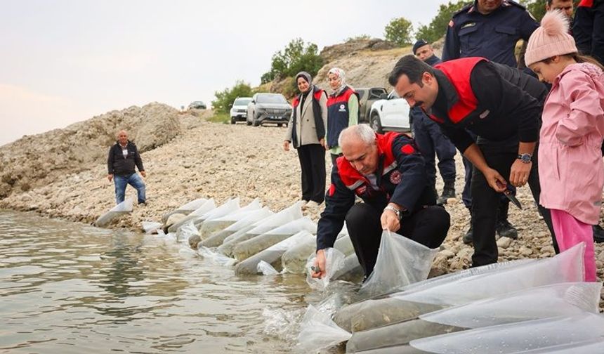 Malatya'da Su Kaynaklarına Dev Yatırım: 6 İlçeye 1 Milyon 300 Bin Sazan Yavrusu Bırakıldı!