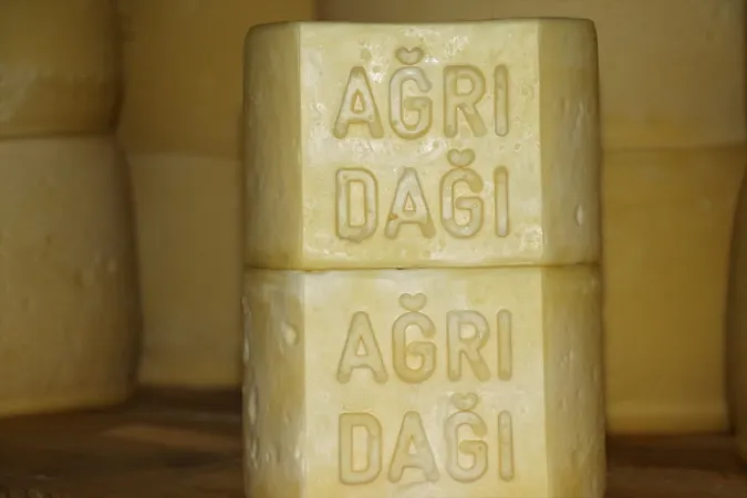 Bu tesiste günlük 20 ton süt kaşar peynirine dönüşüyor