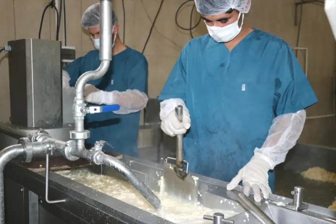 Bu tesiste günlük 20 ton süt kaşar peynirine dönüşüyor