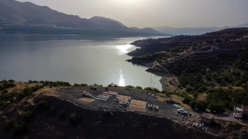 Malatya'da kayısıda hasat zamanı