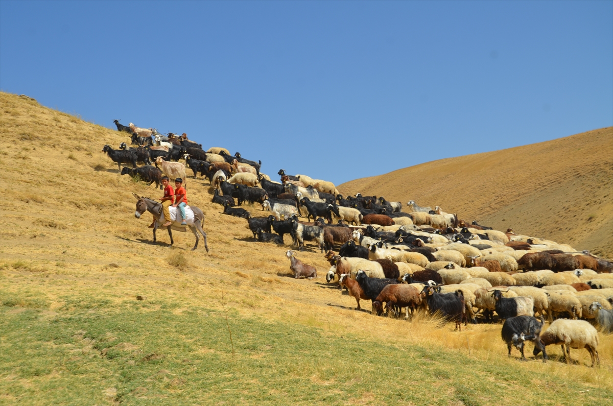Yayla Dönüşü (12)