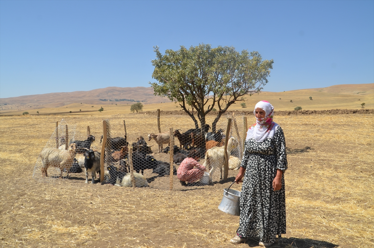 Yayla Dönüşü (3)