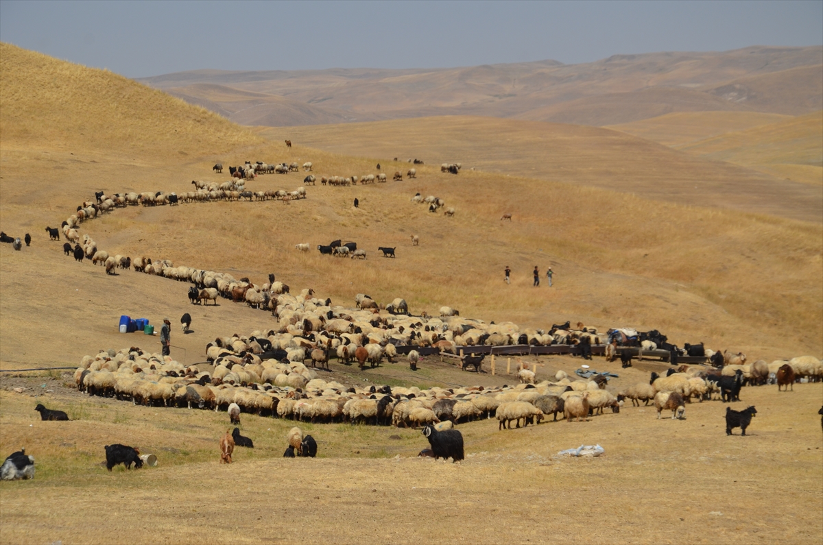 Yayla Dönüşü (4)