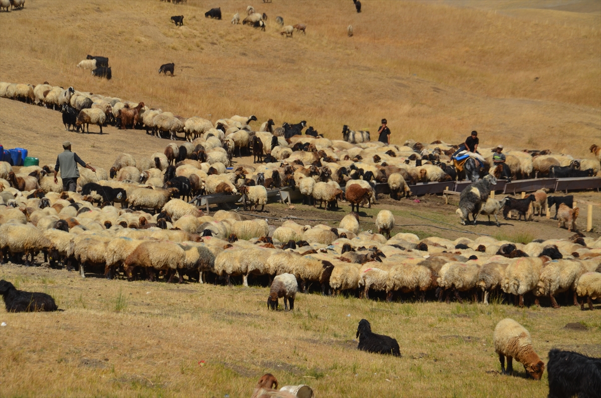 Yayla Dönüşü (5)