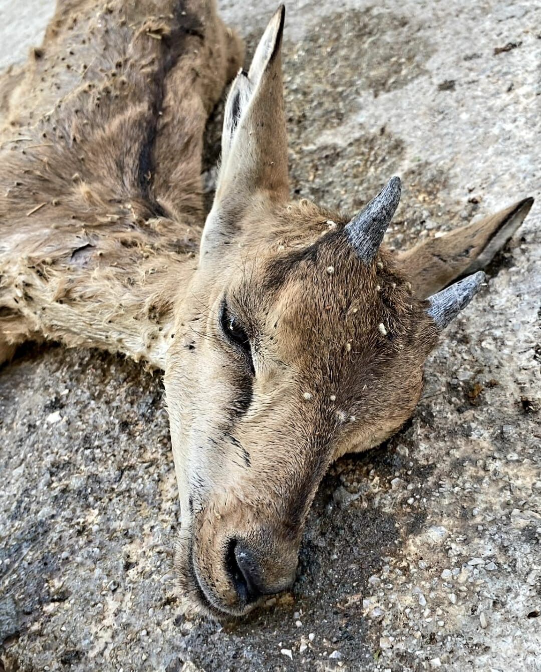 Dağ Keçisi (1)