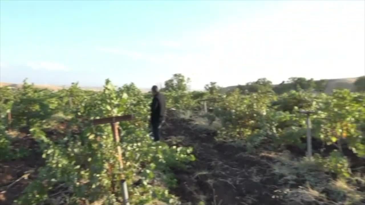 Silvan'da Bağ Bozumu Mesaisi Başladı: Geleneksel Üzüm Lezzetleri Sofralara Taşınıyor