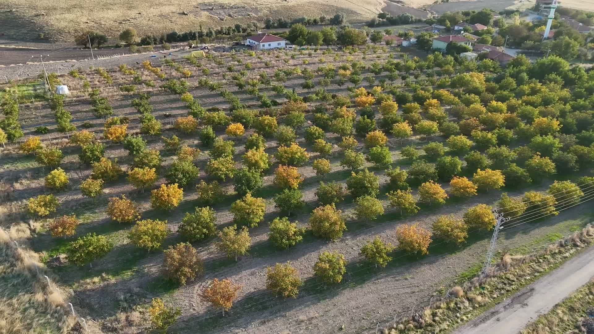 Yozgat’ta Rekor Ceviz Hasadı Başladı: Üreticiden Fiyat Sitemi